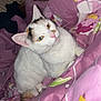 cat, white_cat, calico, pet, indoor, blanket, pink, floral_pattern, fur, animal, cute, cozy, resting, bedroom, domestic_cat, looking, whiskers, ears, tail, soft