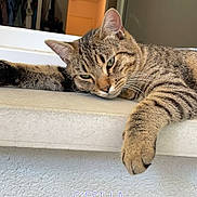 Baloo participe au concours pour gagner de l'argent avec cette photo : abyssinian, animal, cat, closet, couch, cupboard, face, furniture, head, indoors, kitten, manx, person, pet, photography, portrait, shelf, sleeping, table, text