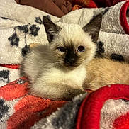 Pacha a rejoint le concours — aidez-le/la à gagner de superbes lots ! kitten, cat, siamese, animal, pet, feline, cute, young, lying_down, blanket, soft, cozy, indoor, fur, whiskers, ears, eyes, resting, comfort, domestic