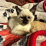 animal, blanket, cat, comfort, cozy, cute, domestic, ears, eyes, feline, fur, indoor, kitten, lying_down, pet, resting, siamese, soft, whiskers, young