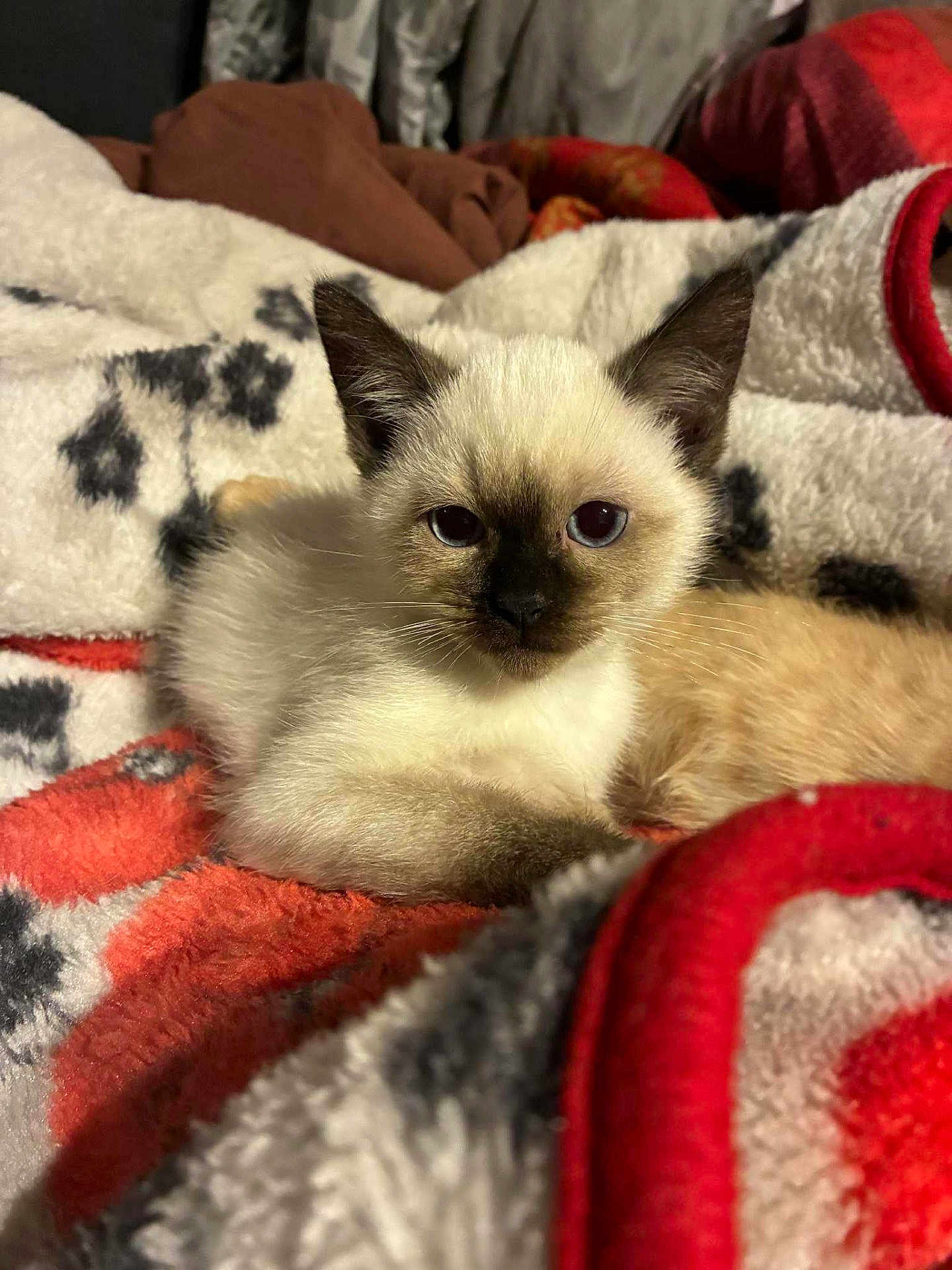 Pacha a rejoint le concours — aidez-le/la à gagner de superbes lots ! kitten, cat, siamese, animal, pet, feline, cute, young, lying_down, blanket, soft, cozy, indoor, fur, whiskers, ears, eyes, resting, comfort, domestic