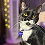cat, tuxedo_cat, yellow_eyes, collar, pet_tag, indoor, close_up, whiskers, fur, animal, domestic_cat, feline, face, portrait, purple, lights, blurred_background, sitting, cute, pet