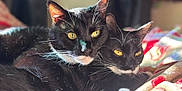 Toots joined the competition — help win amazing prizes! cat, tuxedo_cat, animal, pet, feline, snuggling, closeup, yellow_eyes, whiskers, black_and_white, bed, blanket, indoor, cozy, fur, cute, two_cats, resting, soft_light, companion