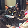cat, tuxedo_cat, animal, pet, feline, snuggling, closeup, yellow_eyes, whiskers, black_and_white, bed, blanket, indoor, cozy, fur, cute, two_cats, resting, soft_light, companion