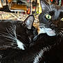 Boots is registered to the contest to win money with this photo: cat, tuxedo_cat, sleeping, curious, whiskers, green_eyes, close_up, feline, pet, domestic_animal, two_cats, resting, cuddle, fur, indoor, cozy, patterned_background, animal, companionship, cute