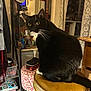 Boots is registered to the contest to win money with this photo: cat, tuxedo_cat, yellow_eyes, stool, leather, indoor, mirror, lamp, patterned_ottoman, curious, furniture, cozy, home_interior, black_and_white, pet, whiskers, carpet, table, curtains, reflection
