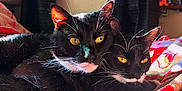 Boots joined the competition — help win amazing prizes! cat, tuxedo_cat, two_cats, yellow_eyes, black_fur, white_paws, whiskers, sunlight, blanket, cozy, indoor, pets, animal, snuggling, close_up, feline, resting, cute, companions, domestic