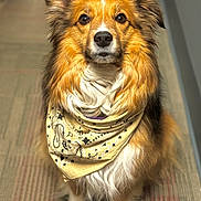 Benzi is registered to the contest to win money with this photo: dog, bandana, indoor, carpet, pet, canine, fluffy, brown, white, portrait, sitting, fur, ears, animal, domestic, cute, looking, attentive, companion, friendly