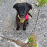 Phantom participe au concours pour gagner de l'argent avec cette photo : animal, black_dog, collar, concrete, cracked_surface, daylight, dog, floppy_ears, grass, harness, leash, outdoor, pavement, pet, portrait, puppy, red_bandana, sitting, smiling, weeds