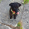 Phantom participe au concours pour gagner de l'argent avec cette photo : black_dog, black_fur, collar, cute, dog, floppy_ears, grass, harness, looking_at_camera, outdoor, pavement, pet, portrait, puppy, red_accessory, sidewalk, sitting, stone, tongue_out, weeds