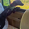 adventure, animal, black_dog, car_interior, countryside, dog, greenery, harness, landscape, leash, motion_blur, pet, road_trip, scenic_view, sitting, standing, travel, vehicle, watching, window