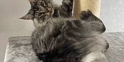 Texan participe au concours pour gagner de l'argent avec cette photo : cat, tabby_cat, fluffy_fur, gray_cat, cat_tree, sisal_post, pet, indoor, animal, feline, paw, curious, lounging, soft_texture, relaxed, whiskers, ears, tail, close_up, home