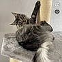 cat, tabby_cat, fluffy_fur, gray_cat, cat_tree, sisal_post, pet, indoor, animal, feline, paw, curious, lounging, soft_texture, relaxed, whiskers, ears, tail, close_up, home