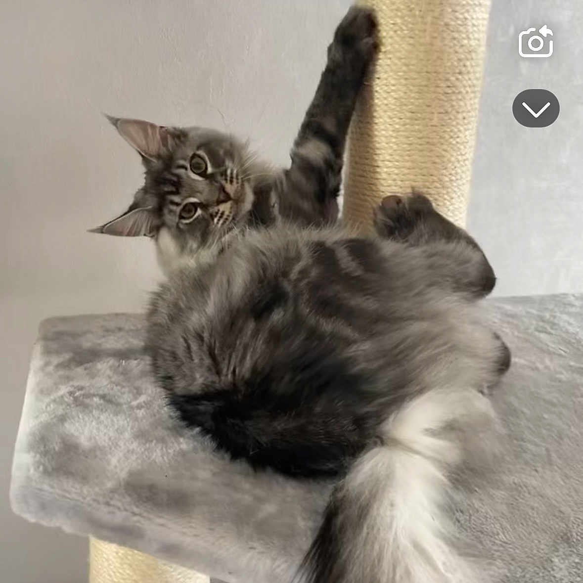 Texan participe au concours pour gagner de l'argent avec cette photo : animal, cat, cat_tree, close_up, curious, ears, feline, fluffy_fur, gray_cat, home, indoor, lounging, paw, pet, relaxed, sisal_post, soft_texture, tabby_cat, tail, whiskers