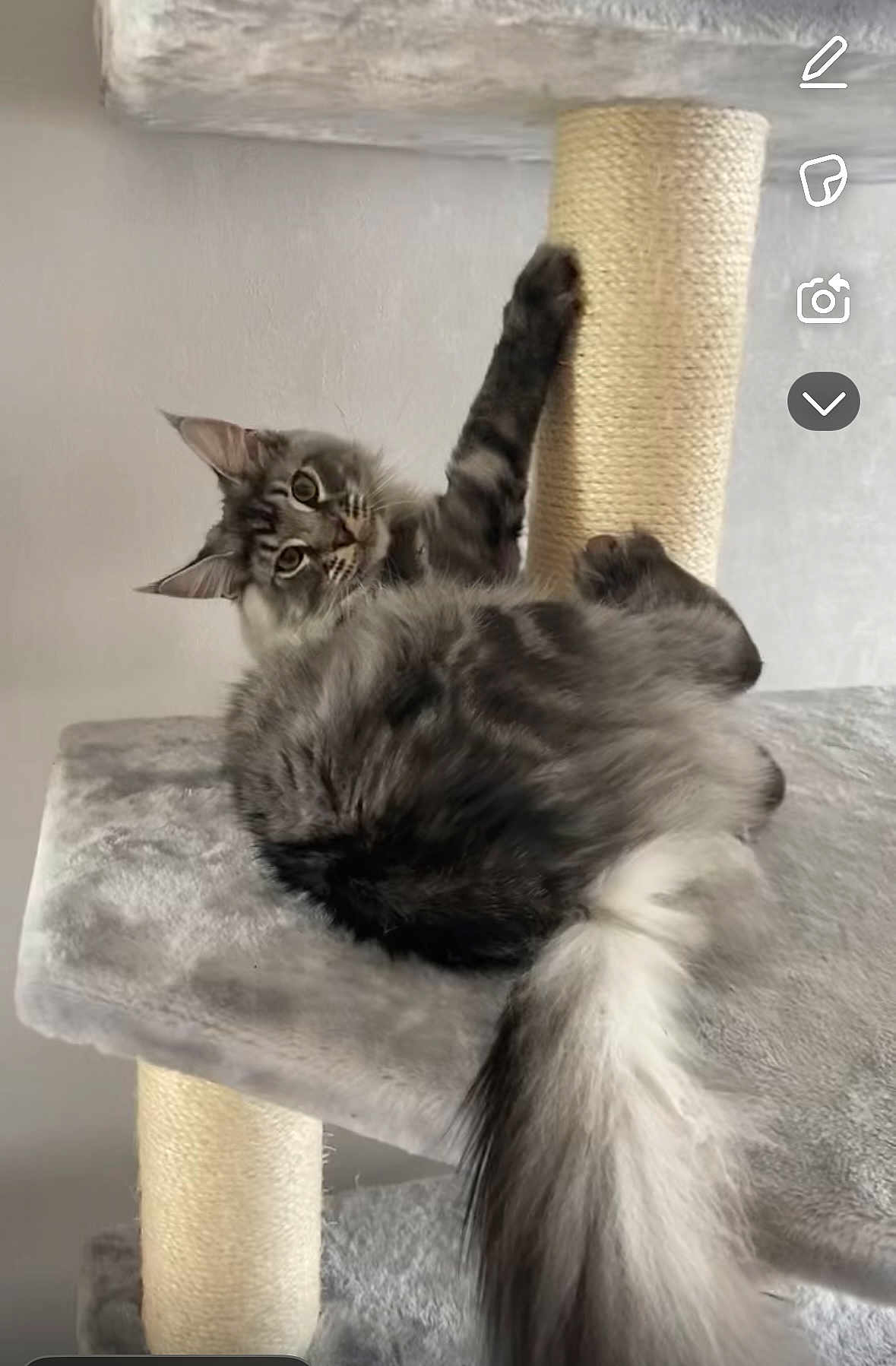 Texan participe au concours pour gagner de l'argent avec cette photo : cat, tabby_cat, fluffy_fur, gray_cat, cat_tree, sisal_post, pet, indoor, animal, feline, paw, curious, lounging, soft_texture, relaxed, whiskers, ears, tail, close_up, home