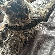 Texan a rejoint le concours — aidez-le/la à gagner de superbes lots ! cat, fluffy, long_hair, sleepy, bedspread, pattern, indoor, pet, feline, relaxed, whiskers, ears, fur, close_up, resting, comfort, animal, cute, soft_light, laying_down