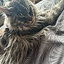 cat, fluffy, long_hair, sleepy, bedspread, pattern, indoor, pet, feline, relaxed, whiskers, ears, fur, close_up, resting, comfort, animal, cute, soft_light, laying_down