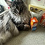 Texan participe au concours pour gagner de l'argent avec cette photo : cat, fluffy, gray, kitchen, counter, orange_drink, straw, utensils, power_outlet, tile_wall, curious, pet, indoor, feline, domestic_animal, closeup, resting, portrait, household, drink_carton
