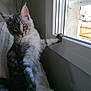 Texan participe au concours pour gagner de l'argent avec cette photo : cat, tabby, gray, fluffy, indoor, window, paw, feline, pet, cozy, blanket, curious, sitting, looking, domestic, fur, whiskers, ears, natural_light, home