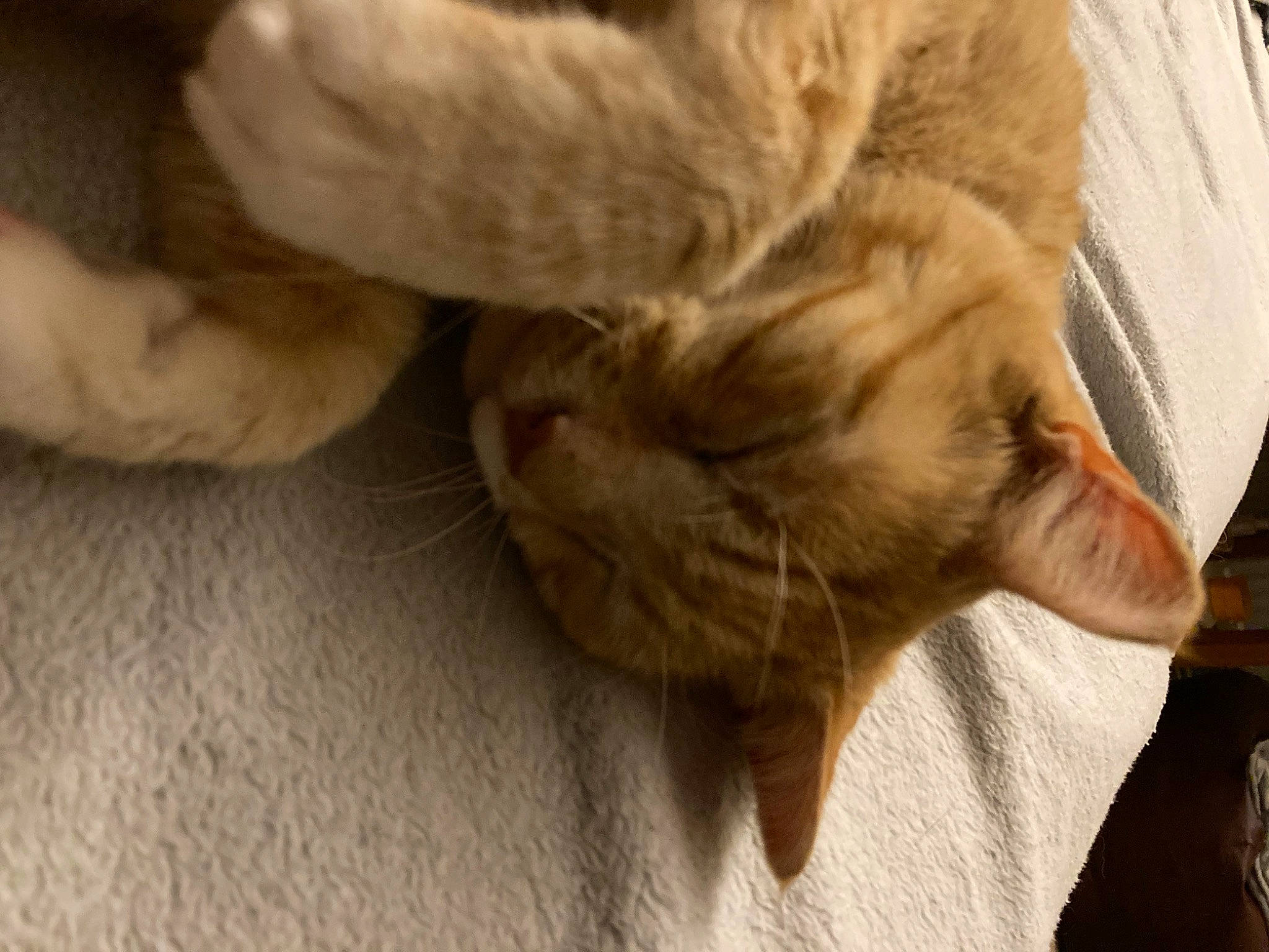 Joey joined the competition — help win amazing prizes! canidae, carnivore, cat, claw, comfort, dog_breed, domestic_short_haired_cat, ear, fawn, felidae, fur, gesture, paw, small_to_medium_sized_cats, snout, sporting_group, tail, terrestrial_animal, whiskers, wood