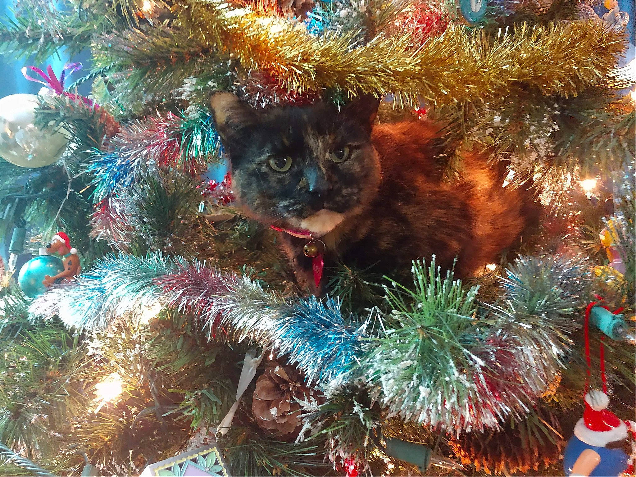 Minda joined the competition — help win amazing prizes! carnivore, cat, christmas, christmas_decoration, christmas_eve, christmas_ornament, christmas_tree, conifer, event, felidae, fir, fur, holiday, holiday_ornament, interior_design, organism, ornament, pine_family, small_to_medium_sized_cats, whiskers