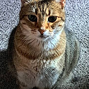 Cubby joined the competition — help win amazing prizes! cat, tabby, pet, animal, feline, indoor, carpet, fur, whiskers, ears, eyes, cute, looking, sitting, domestic, mammal, striped, closeup, portrait, curious
