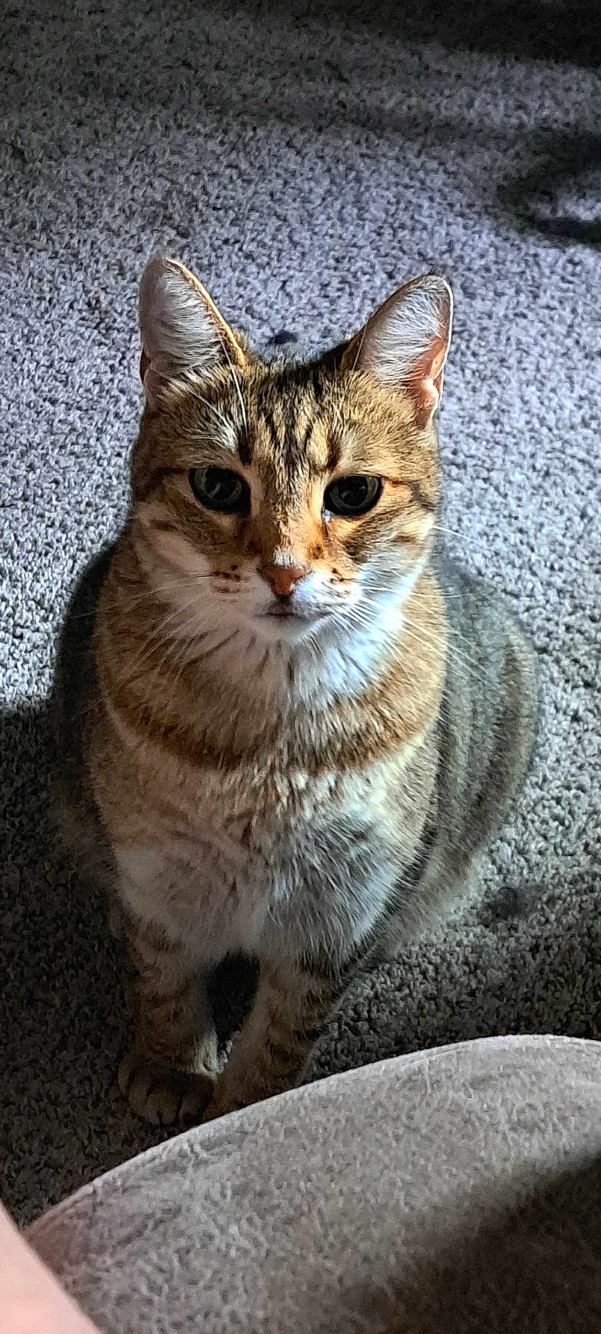 Cubby joined the competition — help win amazing prizes! cat, tabby, pet, animal, feline, indoor, carpet, fur, whiskers, ears, eyes, cute, looking, sitting, domestic, mammal, striped, closeup, portrait, curious