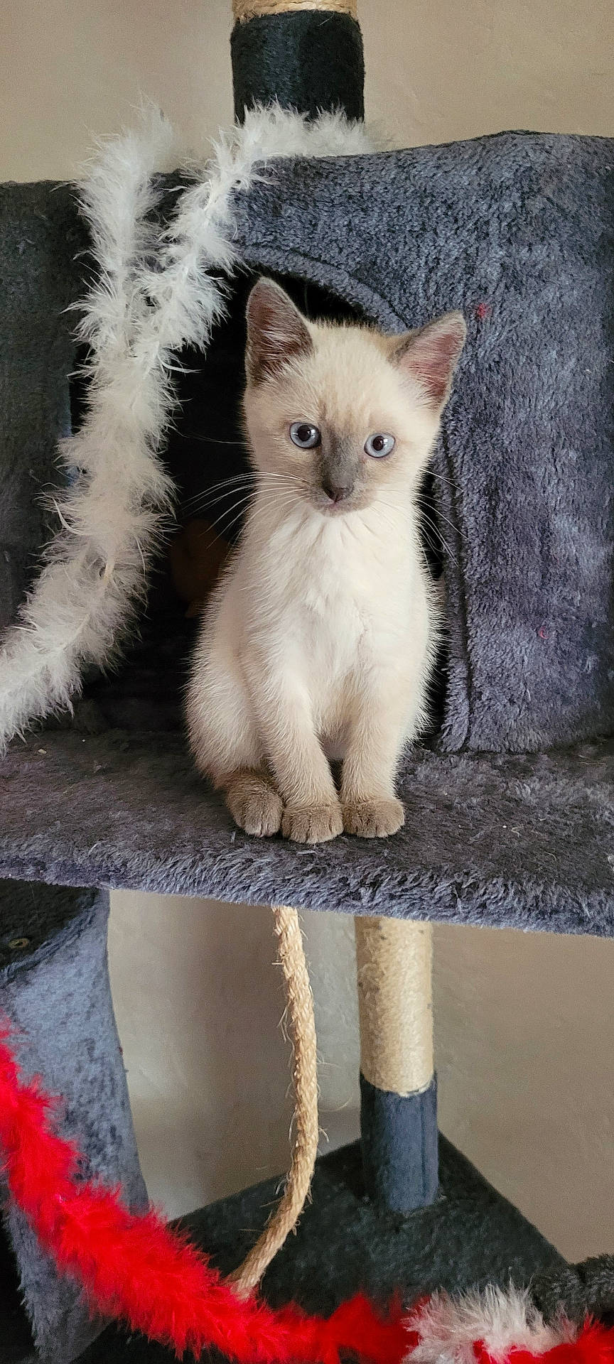 Ziggy
