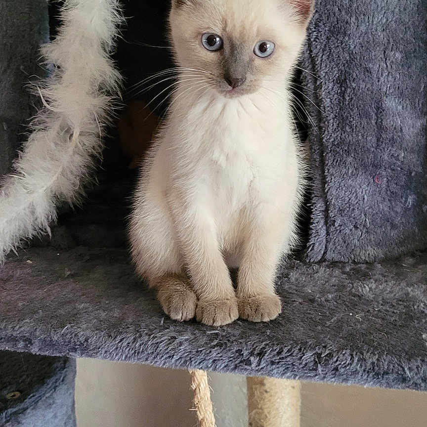 Ziggy