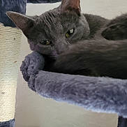 Venus a rejoint le concours — aidez-le/la à gagner de superbes lots ! abyssinian, angora, animal, archaeology, armchair, blackcat, cat, chair, couch, den, egyptiancat, furniture, homedecor, indoors, kitten, linen, manx, pet, siamese, slate