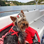 Roméo participe au concours pour gagner de l'argent avec cette photo : animal, boat, canine, clouds, dog, fur, harness, lake, looking, nature, outdoor, pet_carrier, red, resting, sky, summer, travel, trees, water, yorkshire_terrier