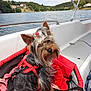 animal, boat, canine, clouds, dog, fur, harness, lake, looking, nature, outdoor, pet_carrier, red, resting, sky, summer, travel, trees, water, yorkshire_terrier