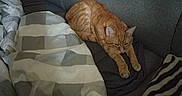 Minus a rejoint le concours — aidez-le/la à gagner de superbes lots ! cat, orange_tabby, sleeping, stretching, pet, animal, couch, sofa, blanket, zebra_pattern, indoor, home, living_room, cozy, relaxed, feline, whiskers, ears, paws, photograph