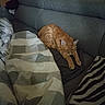 cat, orange_tabby, sleeping, stretching, pet, animal, couch, sofa, blanket, zebra_pattern, indoor, home, living_room, cozy, relaxed, feline, whiskers, ears, paws, photograph