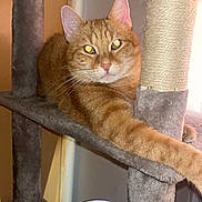 Minus participe au concours pour gagner de l'argent avec cette photo : cat, orange_cat, tabby, pet, feline, animal, whiskers, ears, yellow_eyes, paw, stretched_leg, lounging, relaxed, cat_tree, scratching_post, indoor, portrait, fur, brown, funny