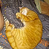 cat, ginger_cat, sleeping, curled_up, relaxed, pet, feline, fur, whiskers, paws, tail, closed_eyes, bed, bedspread, bedding, polka_dots, indoors, cozy, nap, resting
