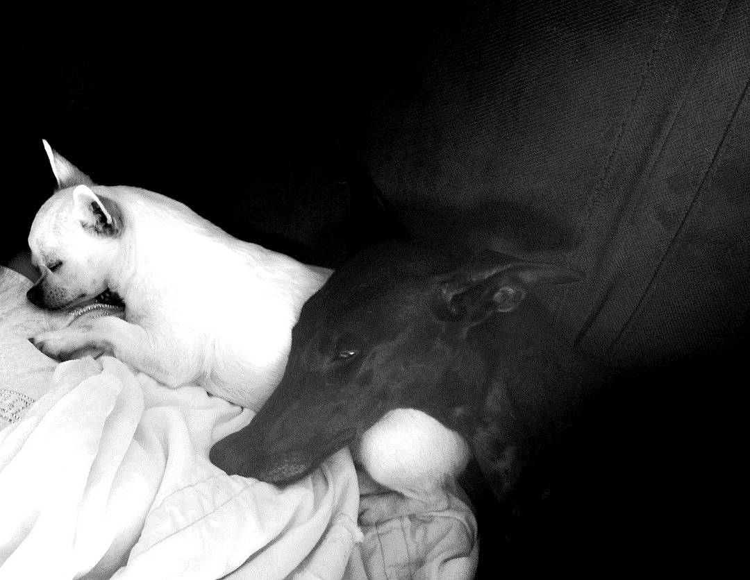 Mia a rejoint le concours — aidez-le/la à gagner de superbes lots ! canidae, carnivore, comfort, companion_dog, dog, dog_breed, ear, fawn, felidae, flash_photography, gesture, human_leg, jaw, monochrome, monochrome_photography, snout, sporting_group, style, whiskers, working_animal