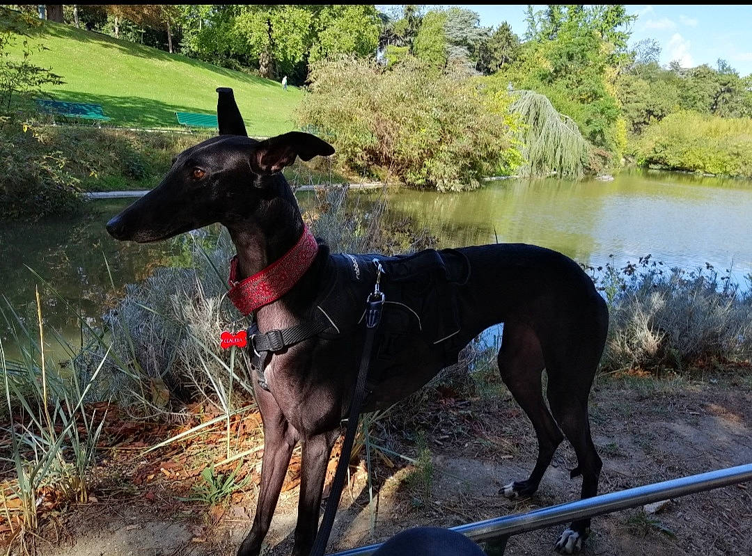 Mia a rejoint le concours — aidez-le/la à gagner de superbes lots ! canidae, carnivore, collar, dog, dog_breed, dog_collar, dog_supply, fawn, lake, leash, liver, pet_supply, plant, rampur_greyhound, sporting_group, tail, tree, water, working_animal, working_dog