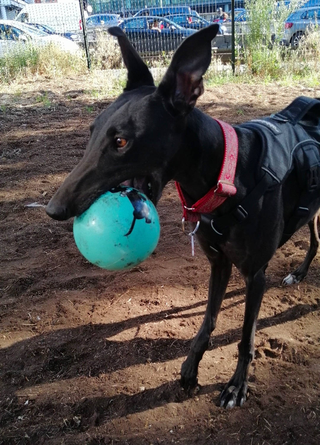 Mia a rejoint le concours — aidez-le/la à gagner de superbes lots ! ball, canidae, carnivore, collar, companion_dog, dog, dog_breed, dog_collar, dog_sports, dog_supply, fawn, grass, pet_supply, plant, snout, sporting_group, sports_toy, tennis_ball, wheel, working_animal