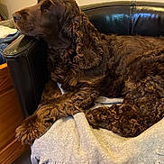 Shoco participe au concours pour gagner de l'argent avec cette photo : dog, brown_dog, curly_fur, leather_chair, blanket, fringe, indoor, wooden_furniture, floor, relaxed, pet, canine, side_view, cozy, fur, resting, domestic_animal, household, looking_away, comfort
