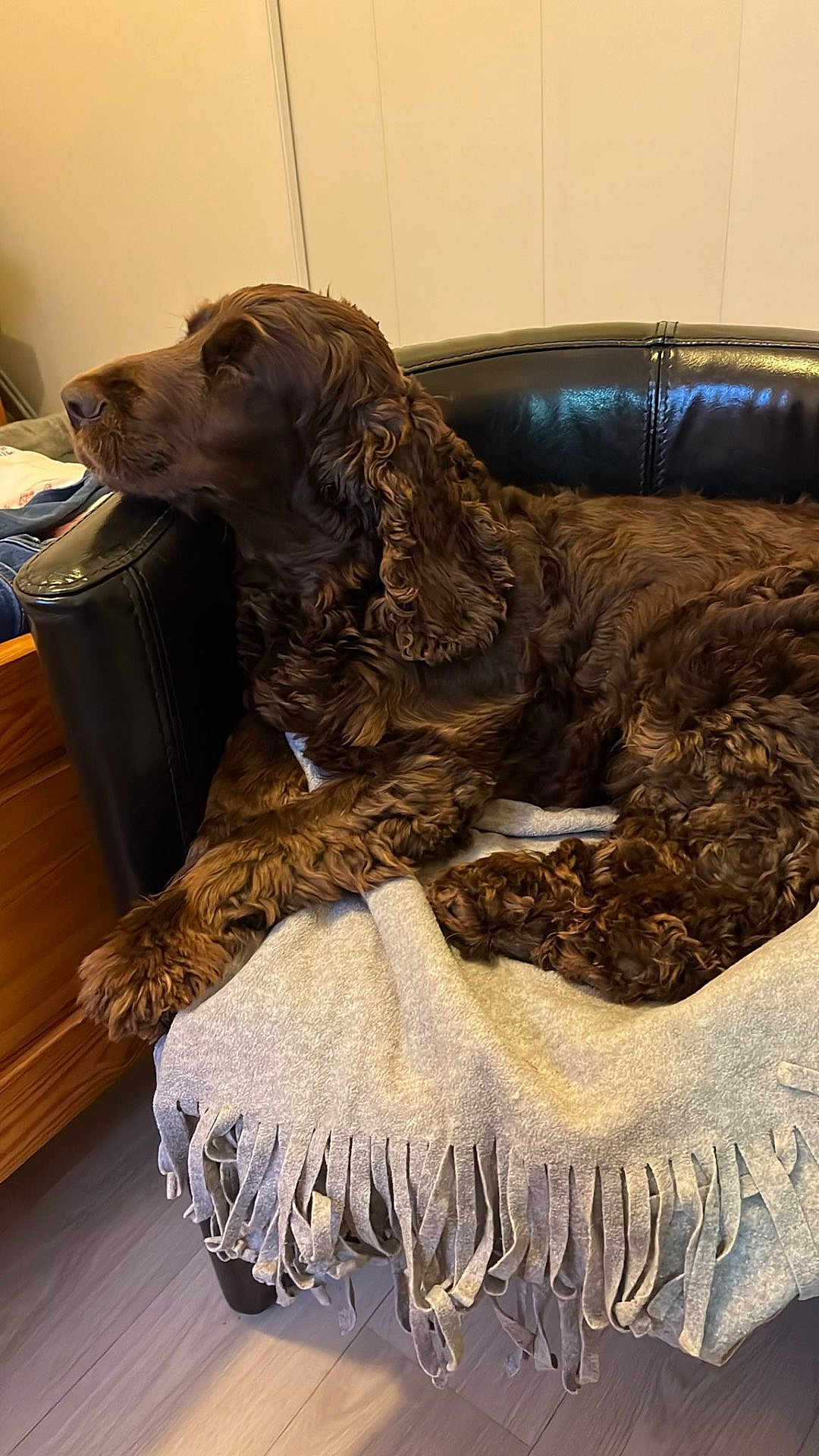 Shoco participe au concours pour gagner de l'argent avec cette photo : dog, brown_dog, curly_fur, leather_chair, blanket, fringe, indoor, wooden_furniture, floor, relaxed, pet, canine, side_view, cozy, fur, resting, domestic_animal, household, looking_away, comfort