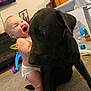 Ferdinand joined the competition — help win amazing prizes! baby, black_dog, diaper, indoor, carpet, toy, playpen, child, pet, hug, happy, furniture, living_room, person, animal, smile, face, floor, photography, candid