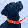 Ferdinand is registered to the contest to win money with this photo: dog, black_dog, orange_collar, snow, outdoor, animal, pet, winter, fur, canine, portrait, looking_up, collar, nature, daylight, closeup, muzzle, ears, whiskers, background