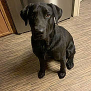 Ferdinand joined the competition — help win amazing prizes! dog, black_dog, sitting, indoor, kitchen, floor, wooden_floor, appliance, dishwasher, cabinet, pet, animal, looking_up, domestic, fur, ears, flooring, household, canine, companion