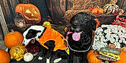 Ferdinand joined the competition — help win amazing prizes! dog, black_dog, costume, pumpkin, autumn, fall, flowers, hay_bale, decorations, orange, black_and_white_dog, tongue, yawning, wooden_floor, sign, festive, seasonal, happy, pet, indoor
