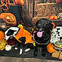 dog, black_dog, costume, pumpkin, autumn, fall, flowers, hay_bale, decorations, orange, black_and_white_dog, tongue, yawning, wooden_floor, sign, festive, seasonal, happy, pet, indoor