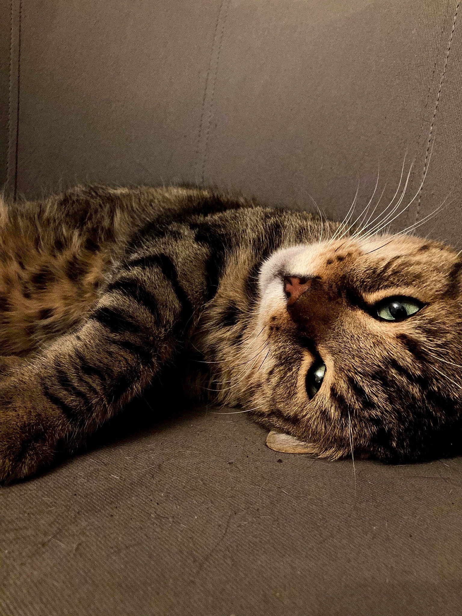 Grigri participe au concours pour gagner de l'argent avec cette photo : carnivore, cat, claw, comfort, domestic_short_haired_cat, eye, felidae, fur, grey, nap, paw, sand, sleep, small_to_medium_sized_cats, snout, tail, terrestrial_animal, whiskers, wildlife, wood