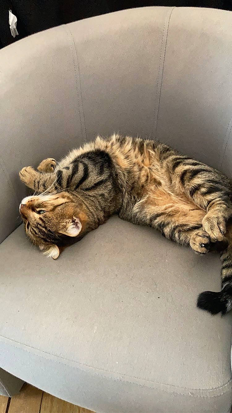 Grigri participe au concours pour gagner de l'argent avec cette photo : bengal_tiger, big_cats, carnivore, cat, claw, comfort, domestic_short_haired_cat, felidae, foot, fur, nap, paw, siberian_tiger, small_to_medium_sized_cats, snout, tail, terrestrial_animal, tiger, whiskers, wildlife