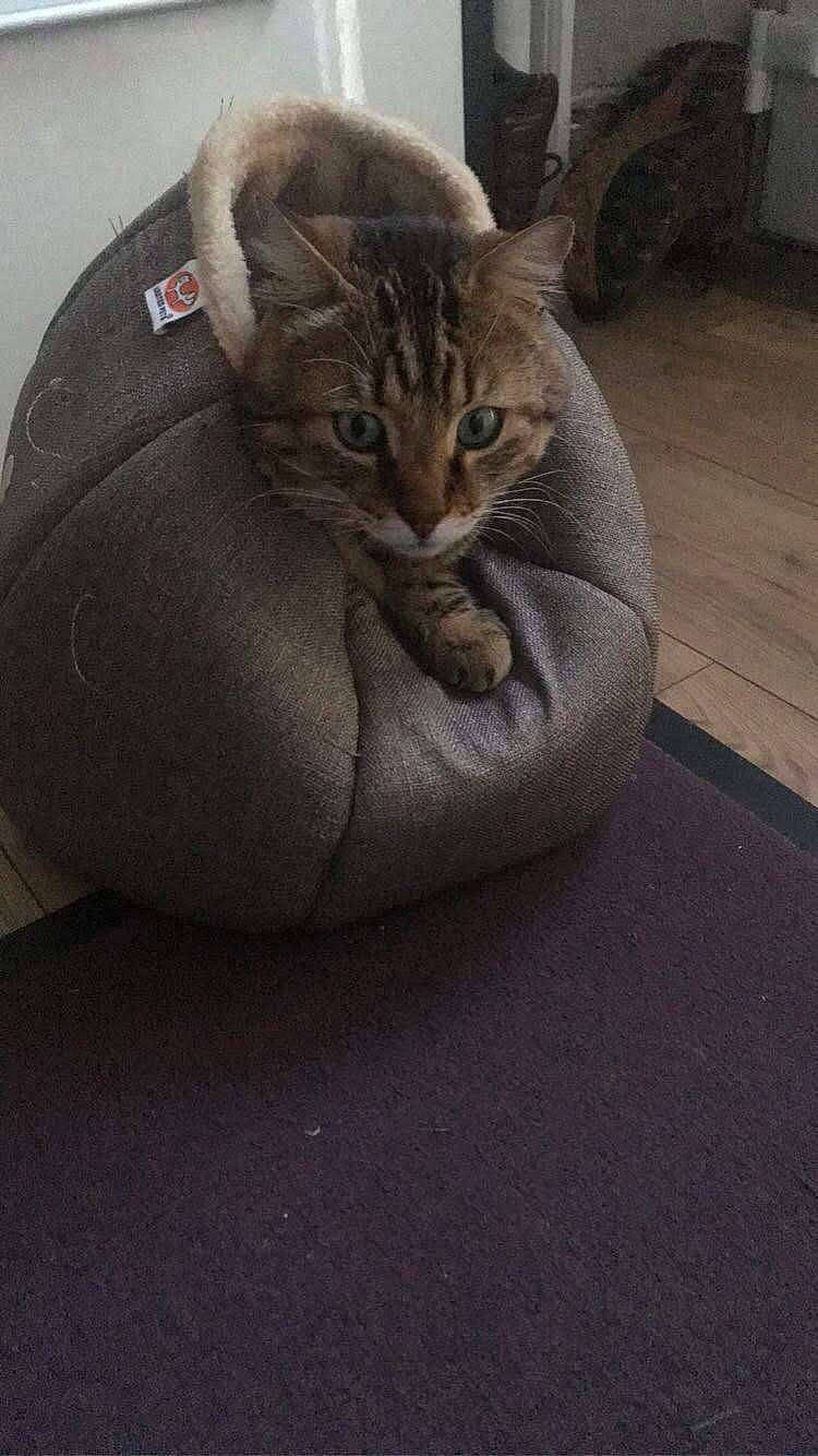 Grigri a rejoint le concours — aidez-le/la à gagner de superbes lots ! automotive_tire, carnivore, cat, cat_bed, comfort, domestic_short_haired_cat, fawn, felidae, flooring, fur, grey, paw, road_surface, sitting, small_to_medium_sized_cats, snout, tail, whiskers, window, wood