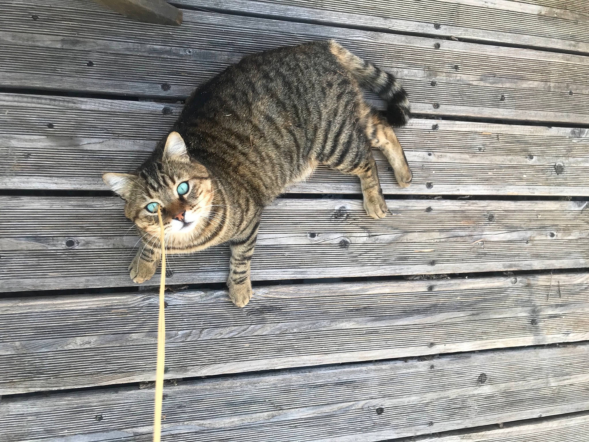 Grigri a rejoint le concours — aidez-le/la à gagner de superbes lots ! carnivore, cat, claw, domestic_short_haired_cat, door, fawn, felidae, fur, grey, hardwood, paw, plank, small_to_medium_sized_cats, tail, terrestrial_animal, tree, trunk, twig, whiskers, wood